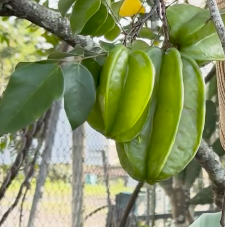 La Carambola: Beneficios, Propiedades y una Receta Refrescante
