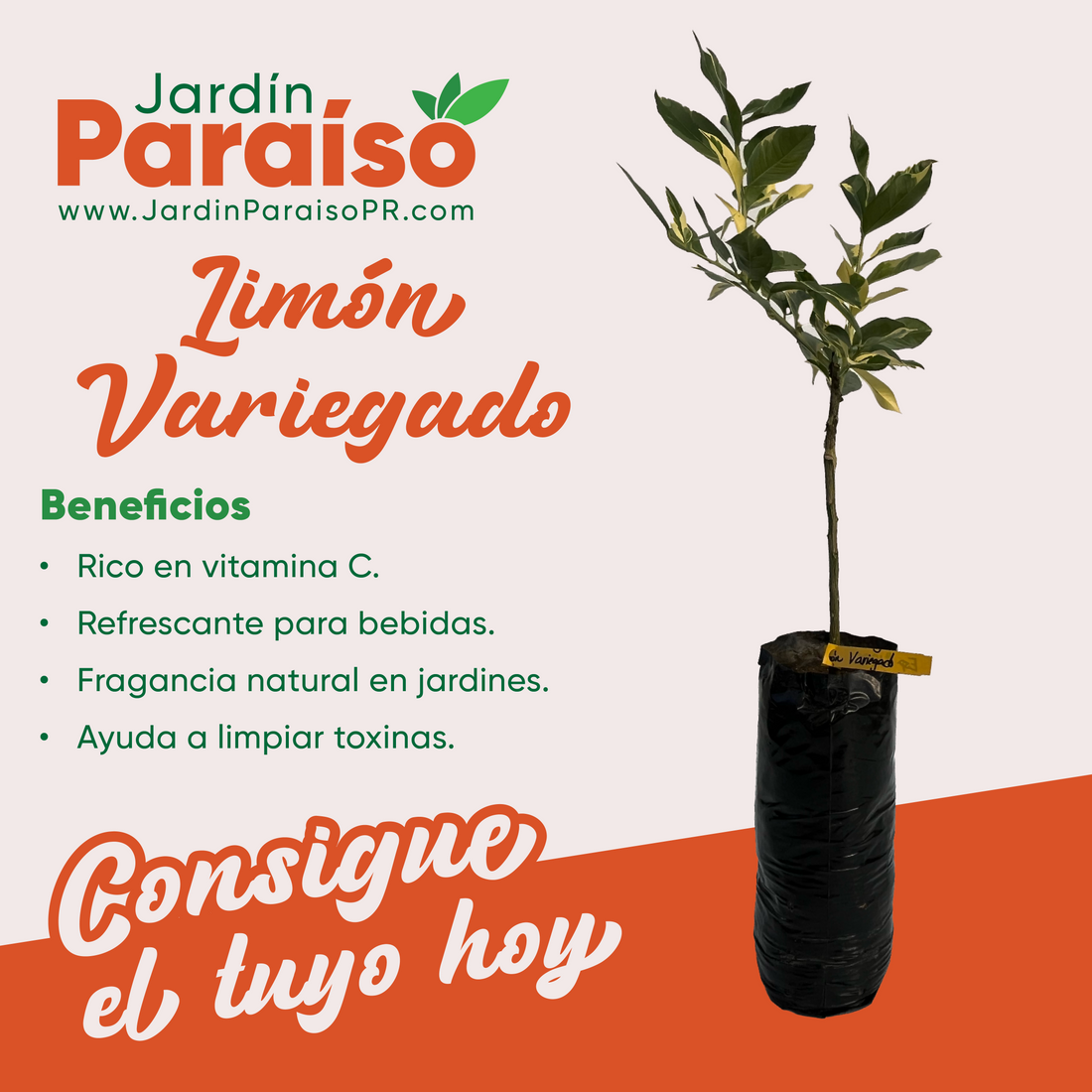 El Limón Variegado: Beneficios, Propiedades y Usos en la Cocina