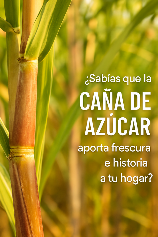 Caña de Azúcar: Dulzura Natural y Tradición en tu Jardín