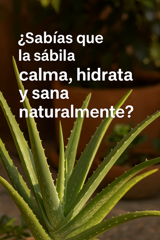 Sábila: La Planta Milagrosa que No Puede Faltar en Tu Hogar