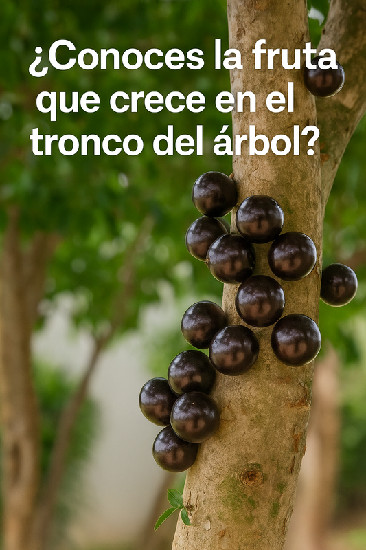 Jaboticaba: El Secreto Mejor Guardado de tu Jardín Tropical