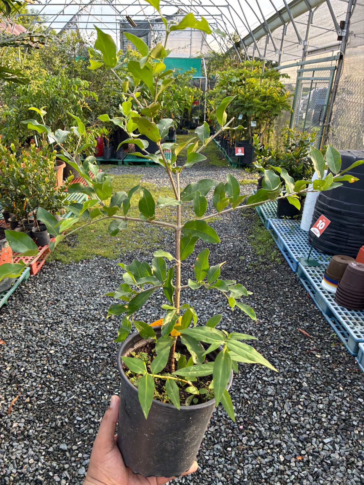 Árbol de Acerola - Injerto Edición Limitada (Puerto Rico)
