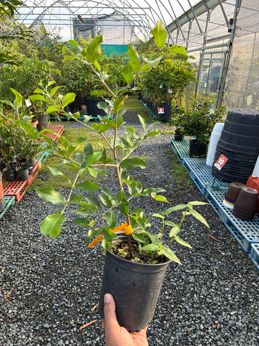 Árbol de Acerola - Injerto Edición Limitada (Puerto Rico)