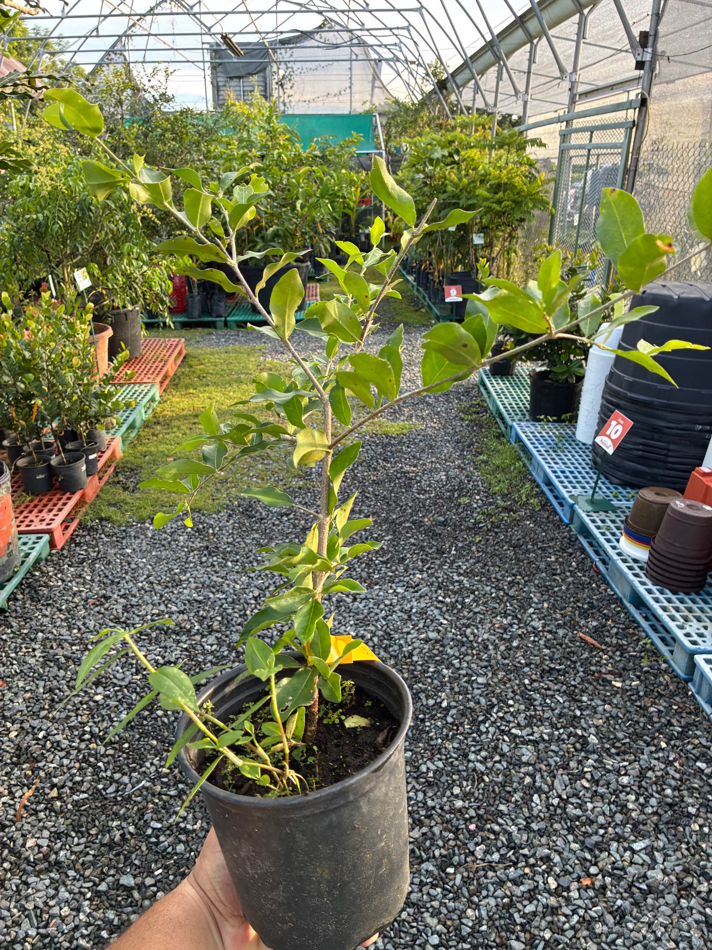 Árbol de Acerola - Injerto Edición Limitada (Puerto Rico)